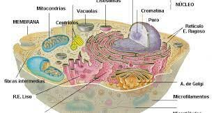 Es considera la cèl·lula com a unitat bàsica estructural i morfològica.