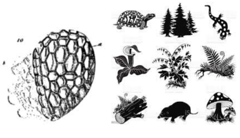 LA CÈL·LULA; UNITAT BÀSICA ESTRUCTURAL I MORFOLÒGICA