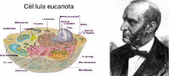 Es considera la cèl·lula com a unitat bàsica fisiològica i funcional