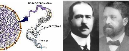 Es considera la cèl·lula la unitat genètica