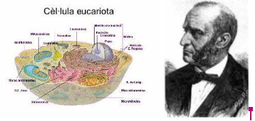 Les cel·lules s'originen apartir d'altres preexistents