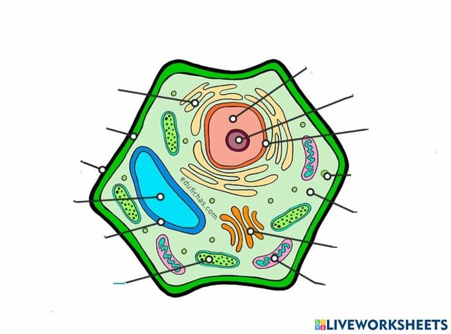 Cèl·lules Vegetals