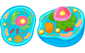 Les cèl·lules animals