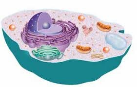Es considera la cèl·lula com a unitat bàsica estructural i morfològica.