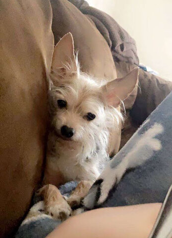 got another dog