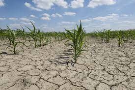 Agricultural Disaster and Drought