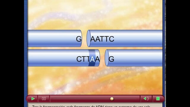 La restricción genética de las bacterias