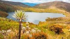 Decreto No. 1933 de 1994