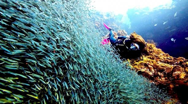 Decreto No. 250-2017