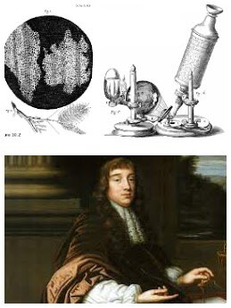 Les primeres representacions de la cèl·lula al paper🎨