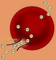 Rh protein