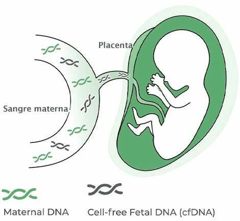ADN fetal en la sangre materna