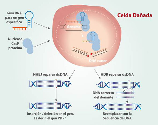 CRISPR-cas9