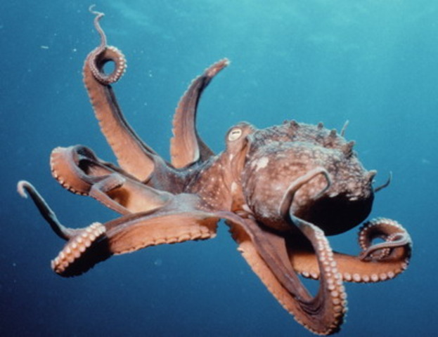 The Octopus was composed by Frank Norns