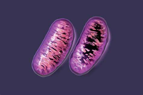 Las mitocondrias y el Parkinson