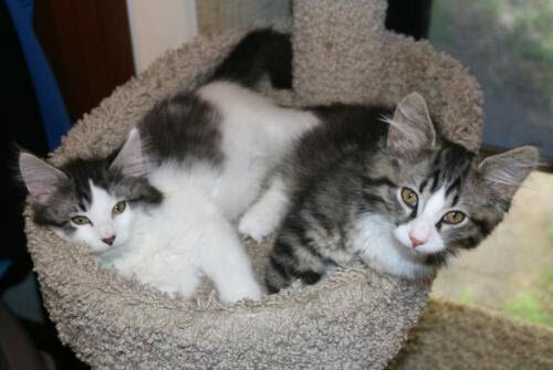 Ivy and Quinn Adopted