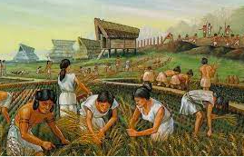 cultivation of wild barley and oats
