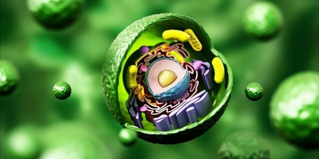 Es planteja per primer cop la teoria cel·lular.