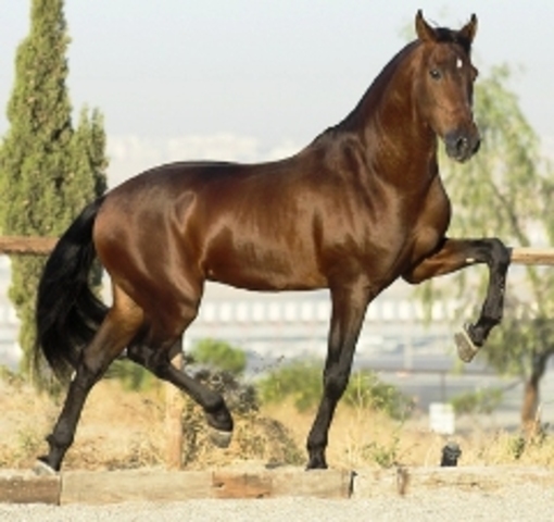 Spansh Bring Technology