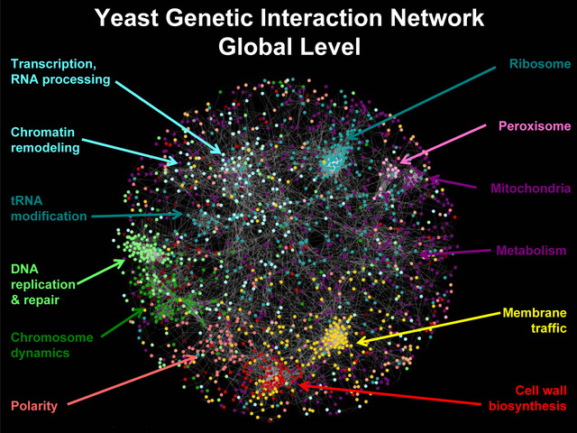 Yeast Genome