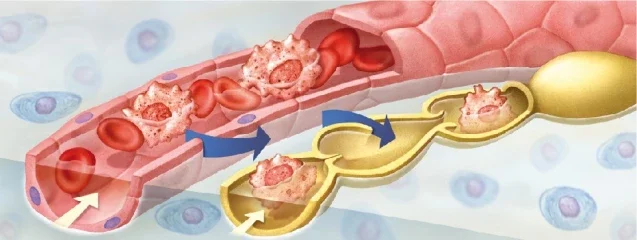 S’observa i es descriu el medi intern de la cèl·lula