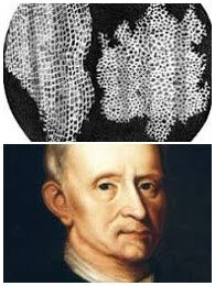 Es publiquen els primers dibuixos de cèl·lules mortes de talls de suro.