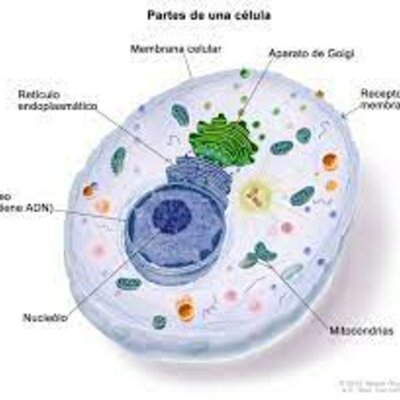 Timeline: Los descubrimientos de la celula