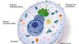 Timeline: Los descubrimientos de la celula