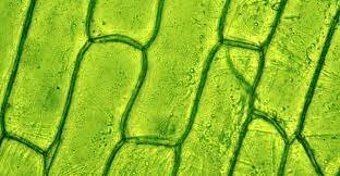 Alguns científics afirmen que tots els vegetals i animals estàn formats per cèl·lules.