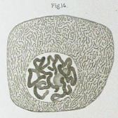 S’observa i es descriu per primera vegada el nucli cel·lular