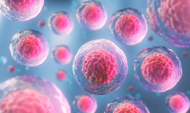 Es considera la cèl·lula com a unitat bàsica estructural i morfològica.