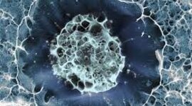 Timeline: La teoría celular