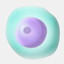 S’observa i es descriu per primera vegada el nucli cel·lular.