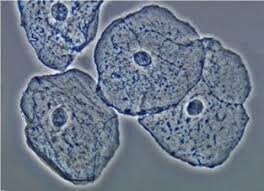 La cèl·lula, unitat bàsica estructural i morfològica.