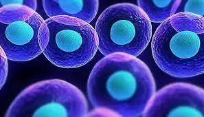 La cèl·lula com a unitat bàsica estructural i morfològica