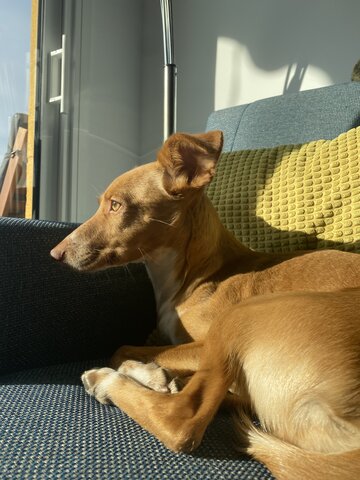 Primer dia amb la Trina ( la meva gossa)