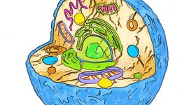 Timeline: Hisòria de la cèl·lula