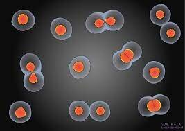 Es considera la cèl·lula la unitat genètica.
