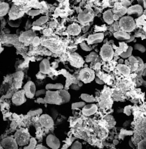 Es considera la cèl·lula com a unitat bàsica estrucural i morfològica