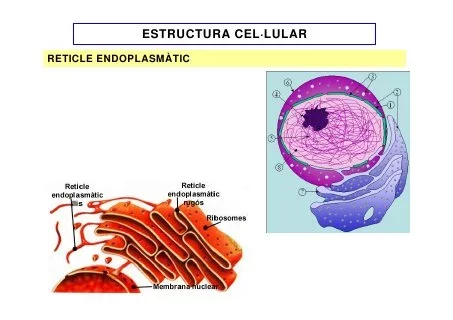 Es demostra que les cèl·lules s'originen únicament a partir d'altres preexistens