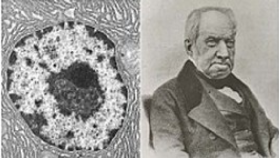 S’observa i es descriu per primera vegada el nucli cel·lular.