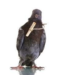 First use of carrier pigeon