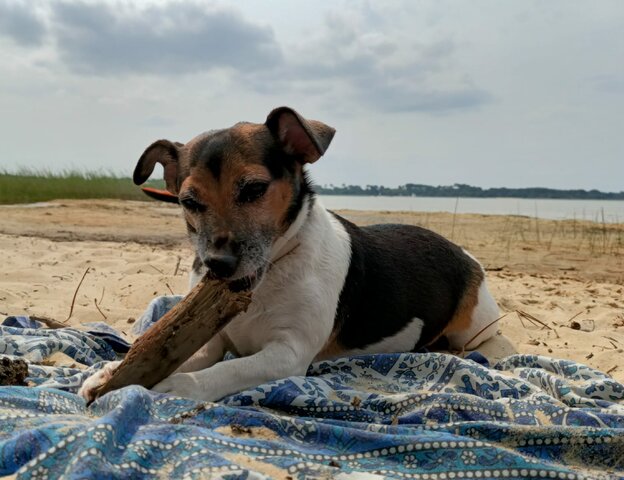 Adopto a la meva gossa Tetè