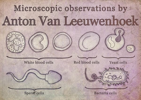Anton van Leeuwenhoek