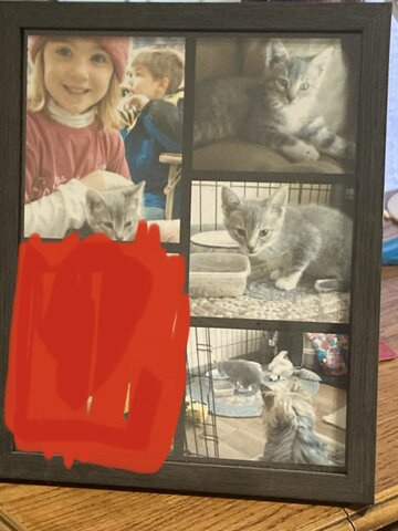 i got a cat