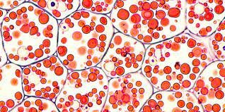 Plantejament de la teoria cel·lular