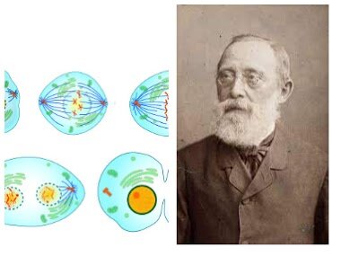 Les cèl·lules provenen d'una altre cèl·lula!