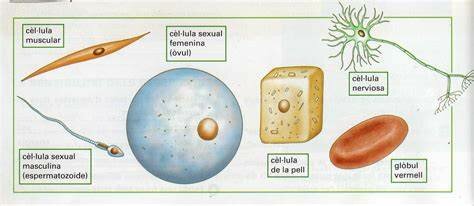 Es considera la cèl·lula com a unitat bàsica estructural i morfològica