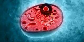 Observació del citoplasma