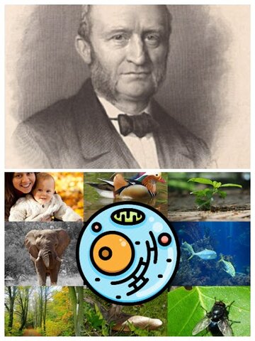 La cèl·lula es considera un ésser independent